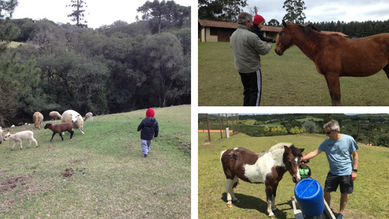 pousada rural animais