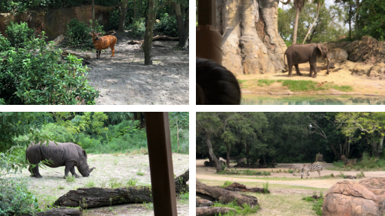 imagens de animais do safári do Animal Kingdom